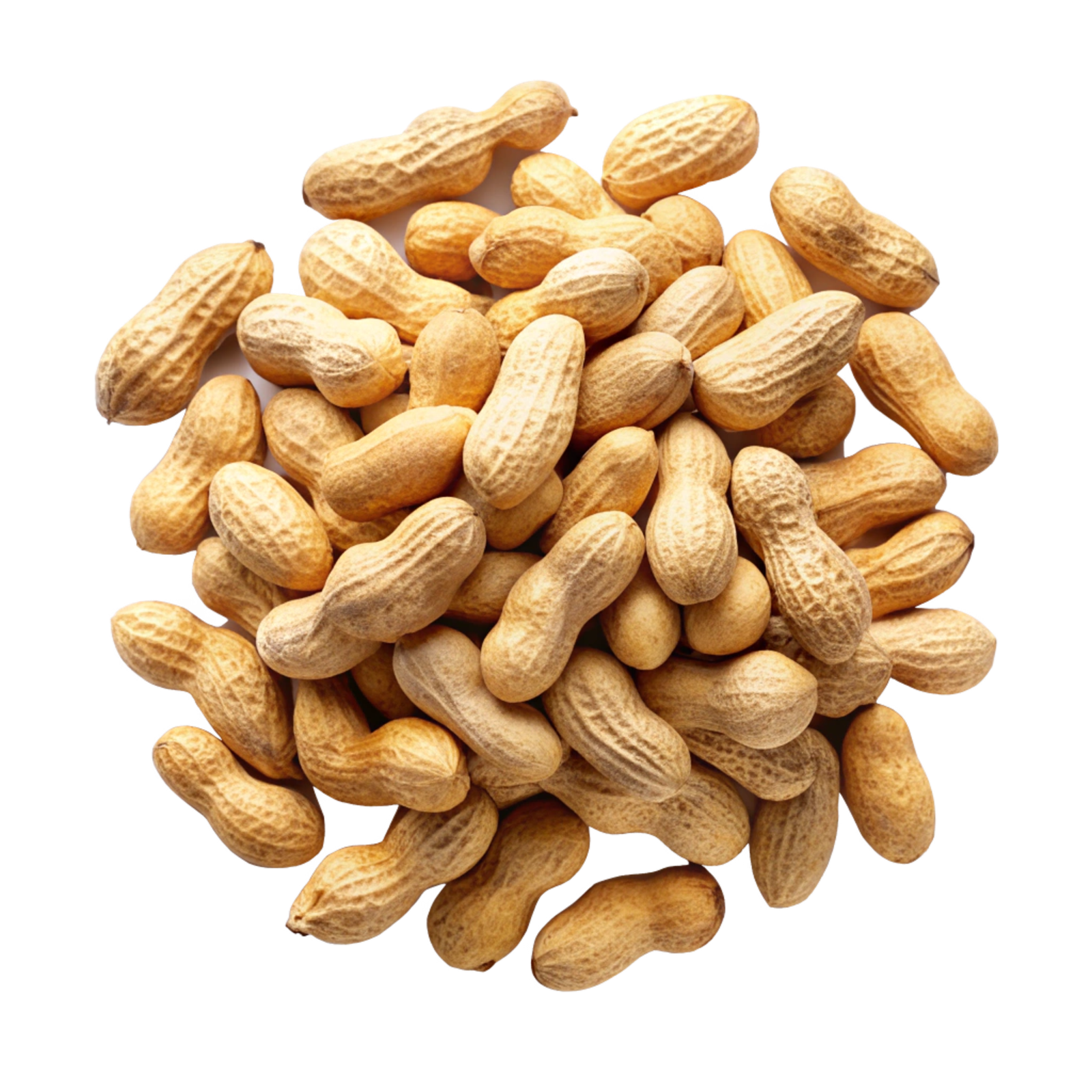 Groundnut